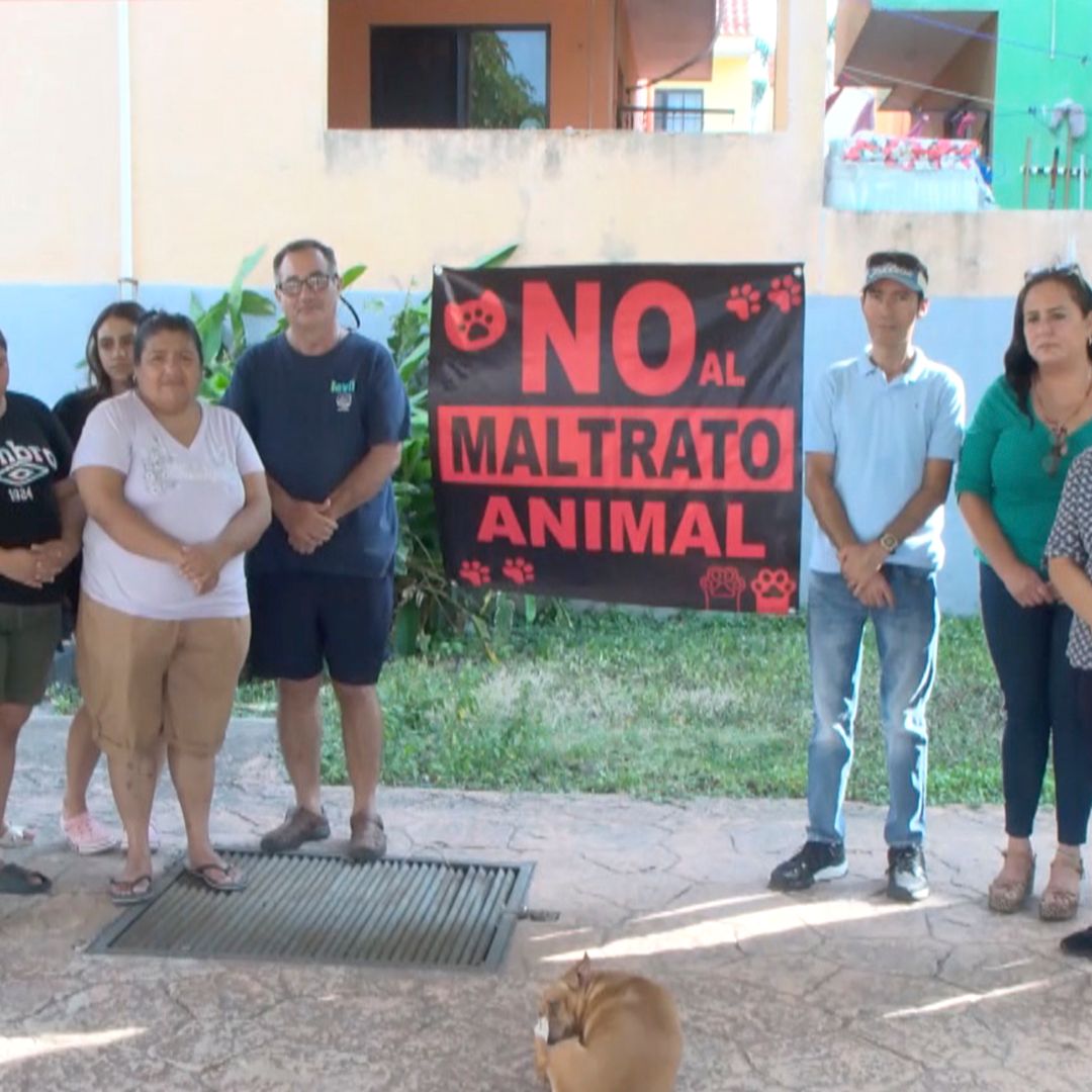 Vecinos Denuncian Presunto Envenenamiento Masivo de Perros y Gatos en Tampico